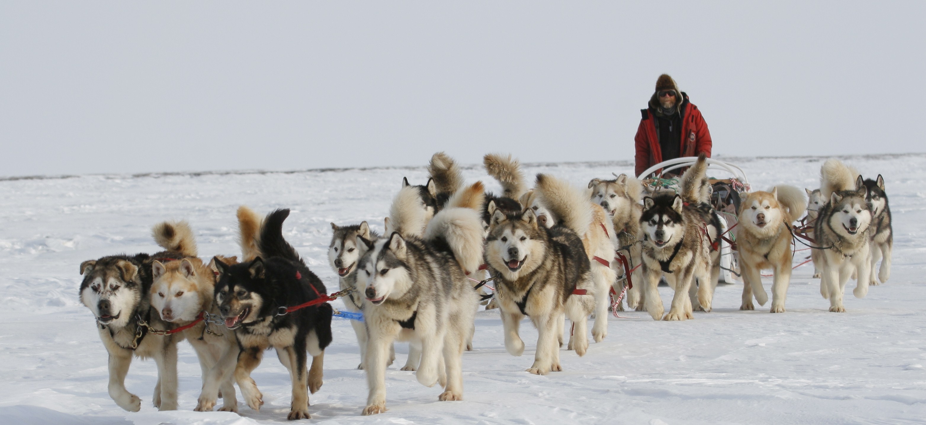 are malamutes sled dogs