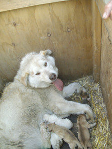 Sally and pups
