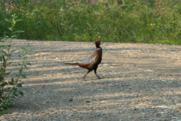 pheasant_crossing